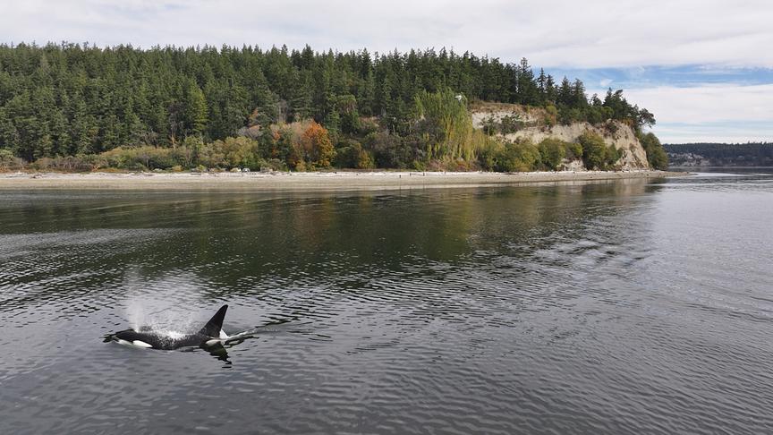 Im Bild: Dieses Männchen ist gut an seiner geraden und spitzen Rückenflosse zu erkennen.