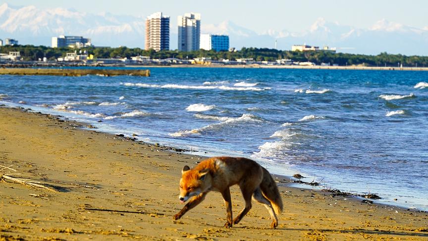 Im Bild: Ein Fuchs am Adriatischen Meer.