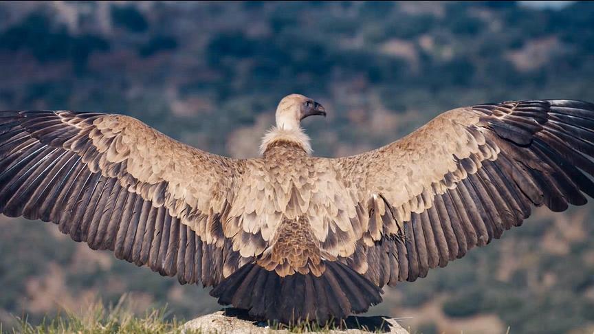 Im Bild: Geier.