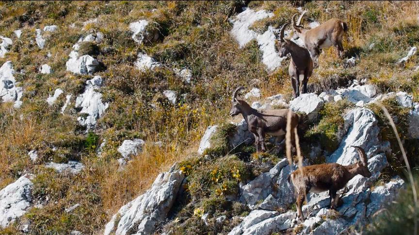 Im Bild: Steinböcke.