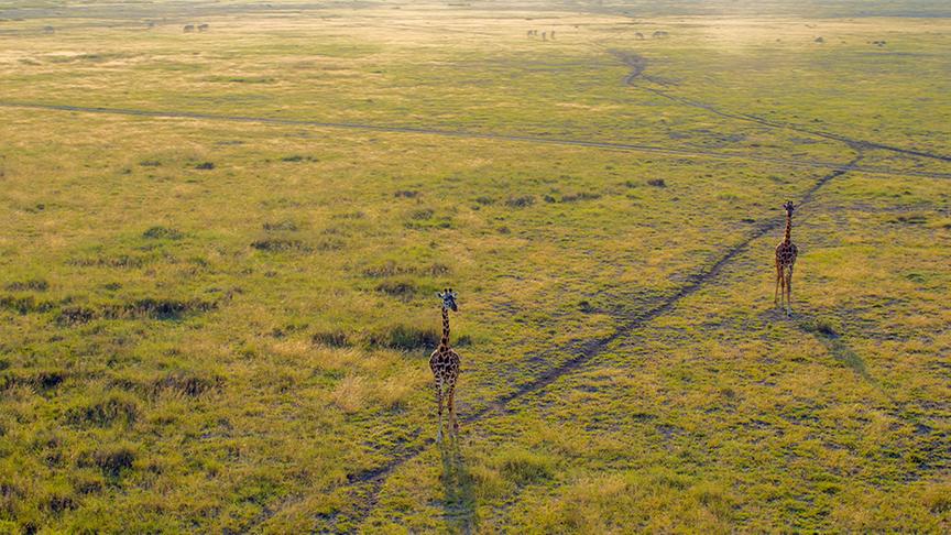 Im Bild: Giraffen im Grasland von Amboseli-Nationalpark, Kenia.