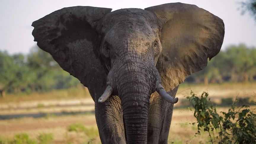 Im Bild: Elefant am Luangwa-Fluss (Sambia).