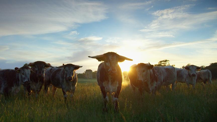 Im Bild: „Wilding“ erzählt vom Knepp-Projekt in Südengland, bei dem landwirtschaftlich genutzte Flächen der Natur zurückgegeben wurden – ein Experiment, das zur Rückkehr zahlreicher Tier- und Pflanzenarten führte und heute als Vorbild für Renaturierung in Europa gilt.