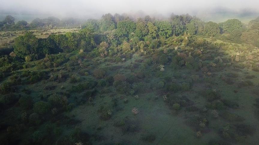 Im Bild: „Wilding“ erzählt vom Knepp-Projekt in Südengland, bei dem landwirtschaftlich genutzte Flächen der Natur zurückgegeben wurden – ein Experiment, das zur Rückkehr zahlreicher Tier- und Pflanzenarten führte und heute als Vorbild für Renaturierung in Europa gilt.