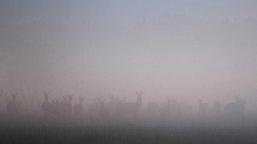 Im Bild: „Wilding“ erzählt vom Knepp-Projekt in Südengland, bei dem landwirtschaftlich genutzte Flächen der Natur zurückgegeben wurden – ein Experiment, das zur Rückkehr zahlreicher Tier- und Pflanzenarten führte und heute als Vorbild für Renaturierung in Europa gilt.