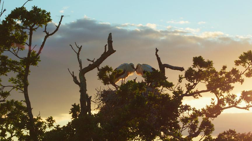Im Bild: „Wilding“ erzählt vom Knepp-Projekt in Südengland, bei dem landwirtschaftlich genutzte Flächen der Natur zurückgegeben wurden – ein Experiment, das zur Rückkehr zahlreicher Tier- und Pflanzenarten führte und heute als Vorbild für Renaturierung in Europa gilt.