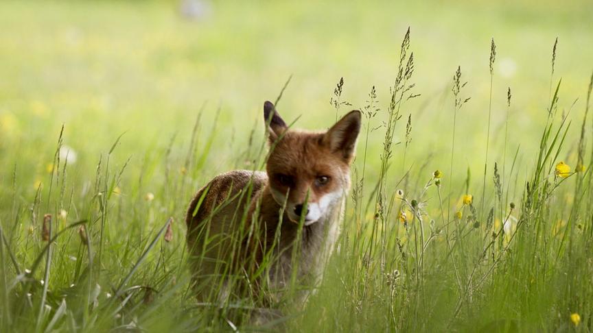 Im Bild: „Wilding“ erzählt vom Knepp-Projekt in Südengland, bei dem landwirtschaftlich genutzte Flächen der Natur zurückgegeben wurden – ein Experiment, das zur Rückkehr zahlreicher Tier- und Pflanzenarten führte und heute als Vorbild für Renaturierung in Europa gilt.