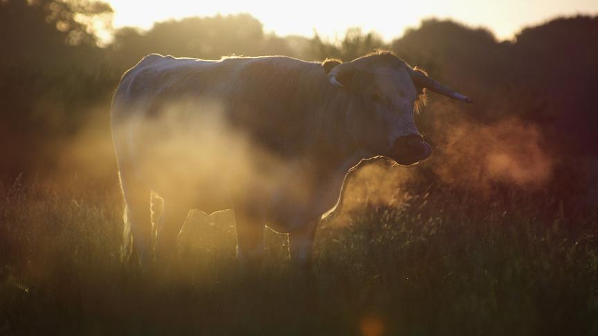 Im Bild: „Wilding“ erzählt vom Knepp-Projekt in Südengland, bei dem landwirtschaftlich genutzte Flächen der Natur zurückgegeben wurden – ein Experiment, das zur Rückkehr zahlreicher Tier- und Pflanzenarten führte und heute als Vorbild für Renaturierung in Europa gilt.