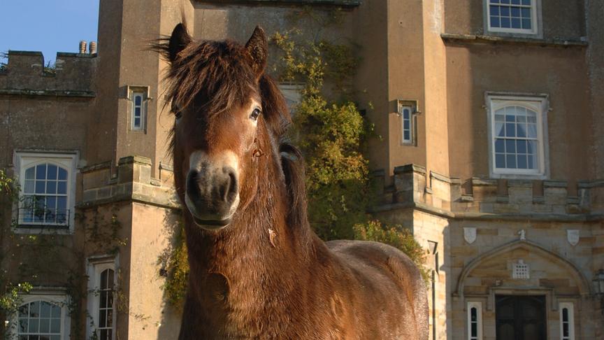 Im Bild: Duncan, der Exmoor-Hengst – ein tierischer Protagonist aus Wilding, für den der Weg von der Zähmung zurück in die Wildnis etwas zu schwierig ist.
