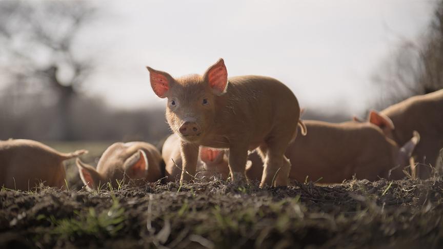 Im Bild: Ein Tamworth-Ferkel auf dem Weg vom zahmen zum wilden Schwein.