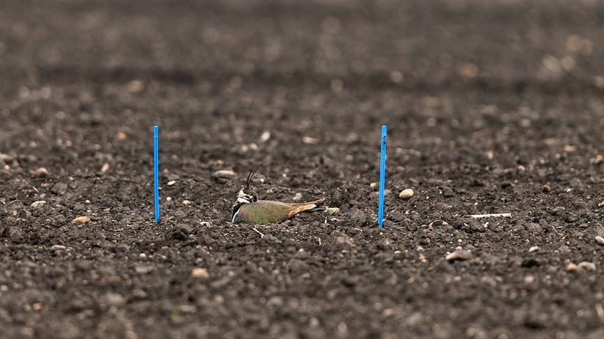Im Bild: Naturschützer markieren die Nester von Kiebitzen auf den Feldern, um sie für Landwirte sichtbar zu machen.