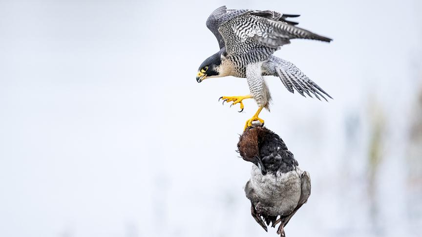 Im Bild: Ein Wanderfalke hat eine Tafelente erbeutet.