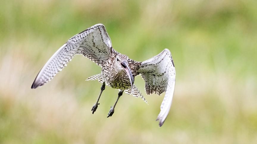 Im Bild: Die letzten Brutpaare des Großen Brachvogels werden mit viel Aufwand geschützt.