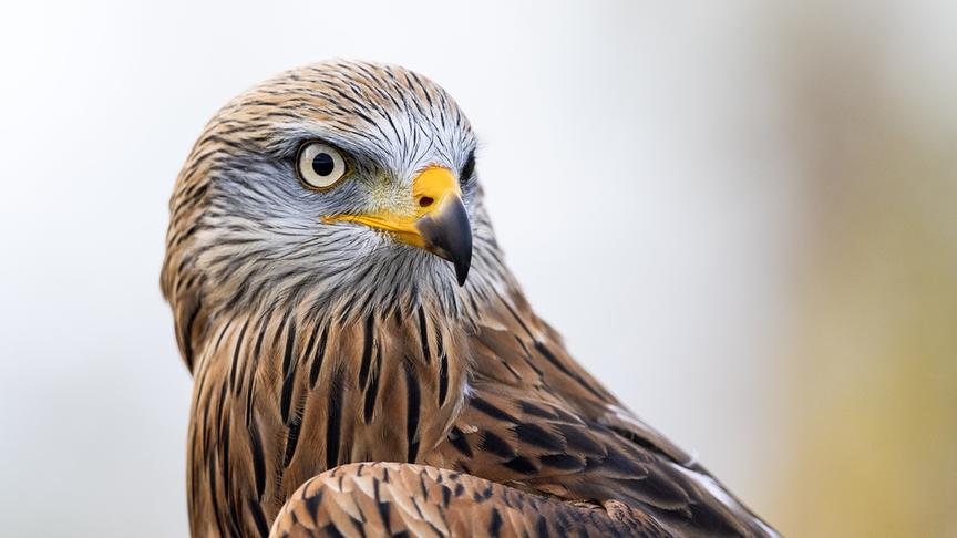 Im Bild: Der Rotmilan hat sich stark ausgebreitet und ist jetzt ein häufiger Greifvogel im Alpenrheintal.
