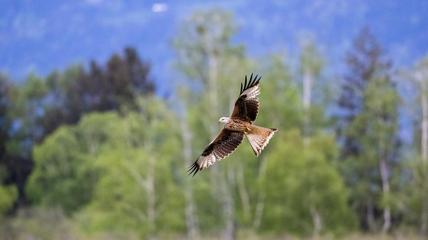 Im Bild: Der Rotmilan hat sich stark ausgebreitet und ist jetzt ein häufiger Greifvogel im Alpenrheintal.