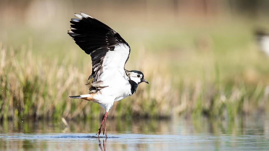 Im Bild: Naturschützer markieren die Nester von Kiebitzen auf den Feldern, um sie für Landwirte sichtbar zu machen.