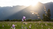 Im Bild: Die Blüte der Sibirischen Schwertlilie ist ein Naturschauspiel, das es im Mai zu bestaunen gibt.