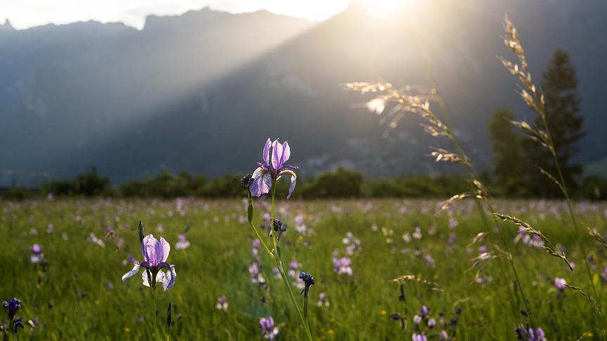 Im Bild: Die Blüte der Sibirischen Schwertlilie ist ein Naturschauspiel, das es im Mai zu bestaunen gibt.