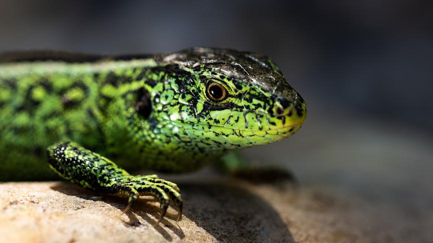 Im Bild: Das Leben der Zauneidechse wurde auf den Rheindämmen in Vorarlberg gefilmt.