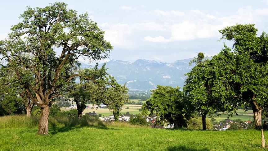 Im Bild: Das Alpenrheintal gehört zu den am dichtesten besiedelten Regionen Österreichs. Neben den Menschen leben hier auch seltene Tiere und Pflanzen in den Resten einer alten Kulturlandschaft.