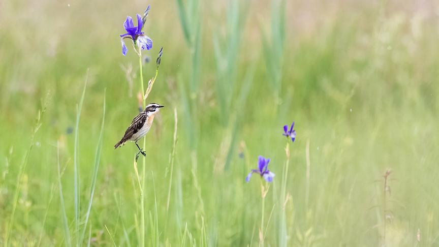 Im Bild: Das Braunkehlchen ist ein stark bedrohter Zugvogel. Es lebt in Wiesen die spät und selten gemäht werden.