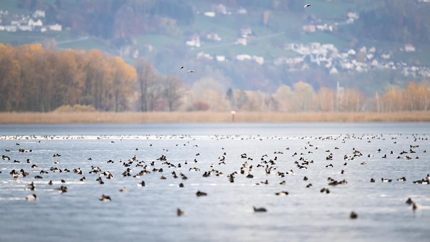 Im Bild: Zigtausende Enten verbringen den Winter am Bodensee.