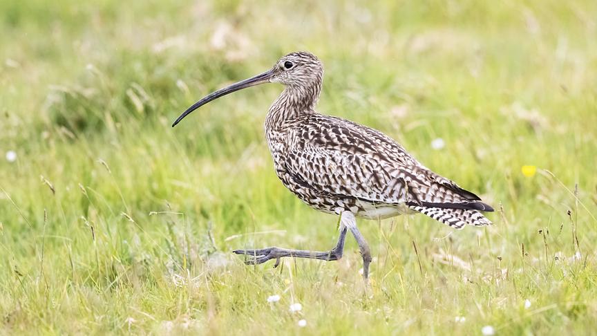 Im Bild: Die letzten Brutpaare des Großen Brachvogels werden mit viel Aufwand geschützt.