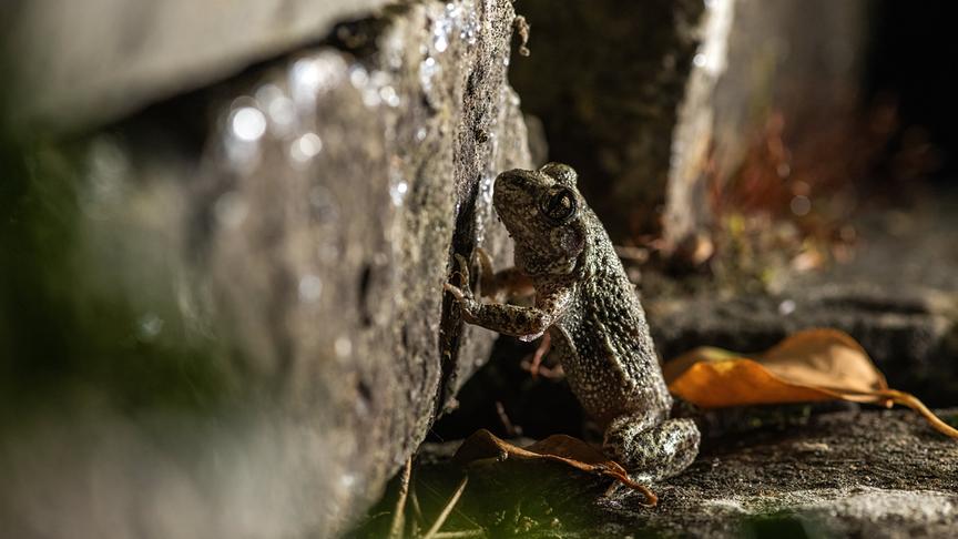 Im Bild: Die seltene Geburtshelferkröte lebt auf der Schweizer Seite des Alpenrheintals und hat den Rhein nie überquert.