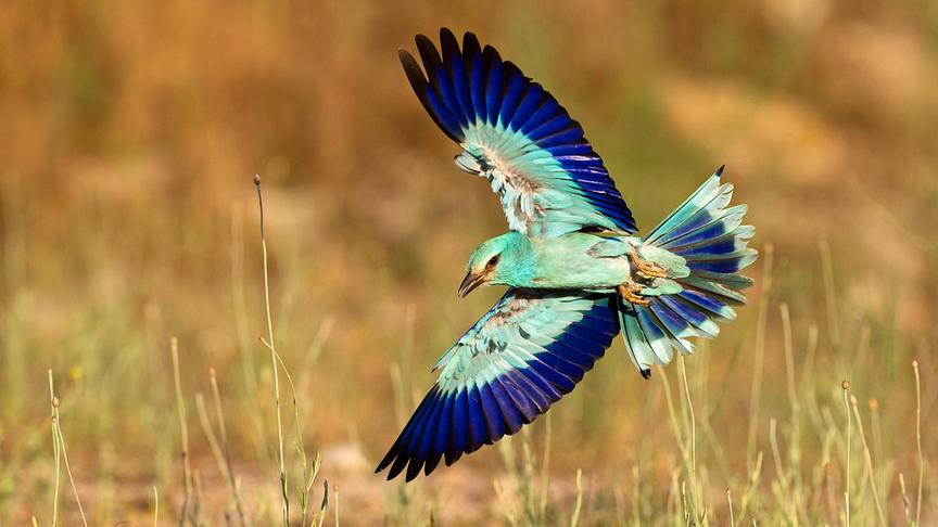 © Foto: ORF/WDR/Tesche Dokumentarfilm Im Bild: Blauracke.