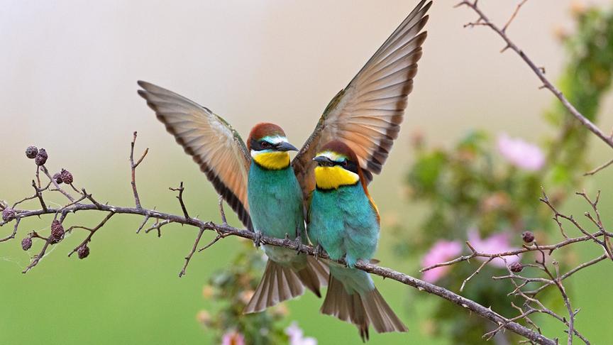 © Foto: ORF/WDR/Tesche Dokumentarfilm Im Bild: Bienenfresser.