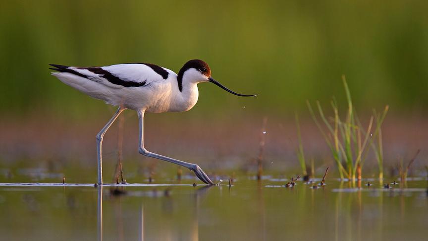 © Foto: ORF/WDR/Tesche Dokumentarfilm/Naturlichter/Christoph Robiller Im Bild: Säbelschnäbler.
