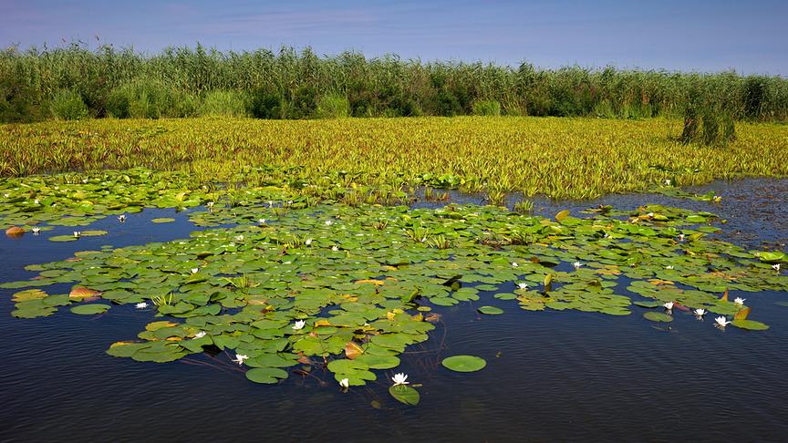 © Foto: ORF/WDR/Tesche Dokumentarfilm/Naturlichter/Christoph Robiller Im Bild: Schwimmpflanzen.