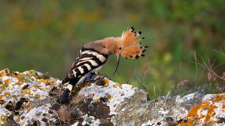 © Foto: ORF/WDR/Tesche Dokumentarfilm Im Bild: Wiedehopf.