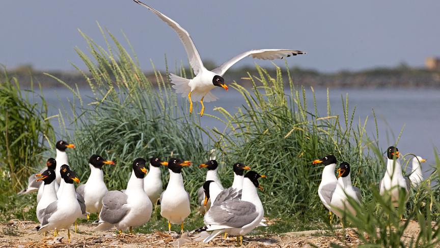 © Foto: ORF/WDR/Tesche Dokumentarfilm Im Bild: Fischmöwen.