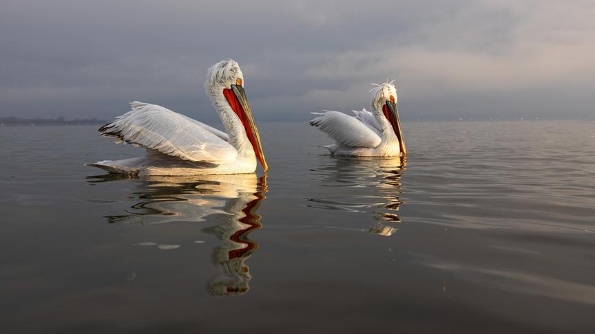 © Foto: ORF/WDR/Tesche Dokumentarfilm Im Bild: Krauskopfpelikane.