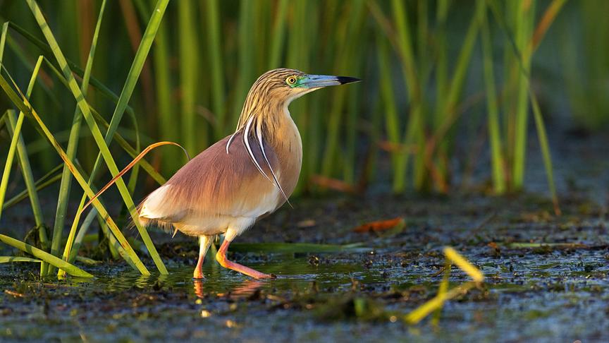 © Foto: ORF/WDR/Tesche Dokumentarfilm Im Bild: Rallenreiher.