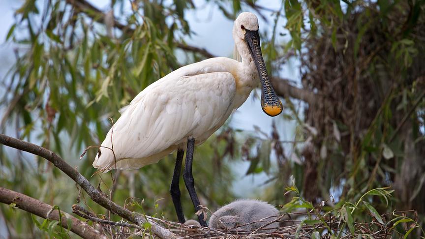 © Foto: ORF/WDR/Tesche Dokumentarfilm/Naturlichter/Christoph Robiller Im Bild: Löffler am Nest.