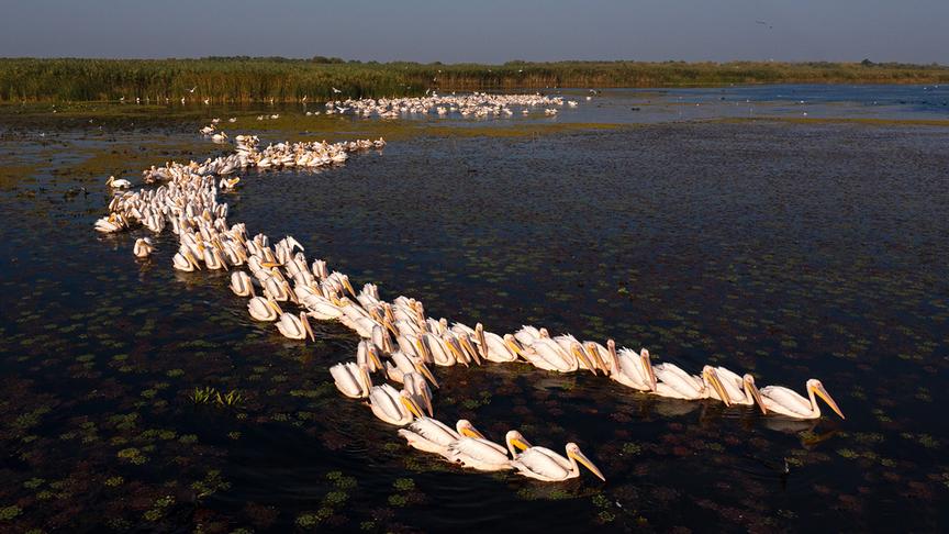 © Foto: ORF/WDR/Tesche Dokumentarfilm Im Bild: Rosapelikane beim Fischen.