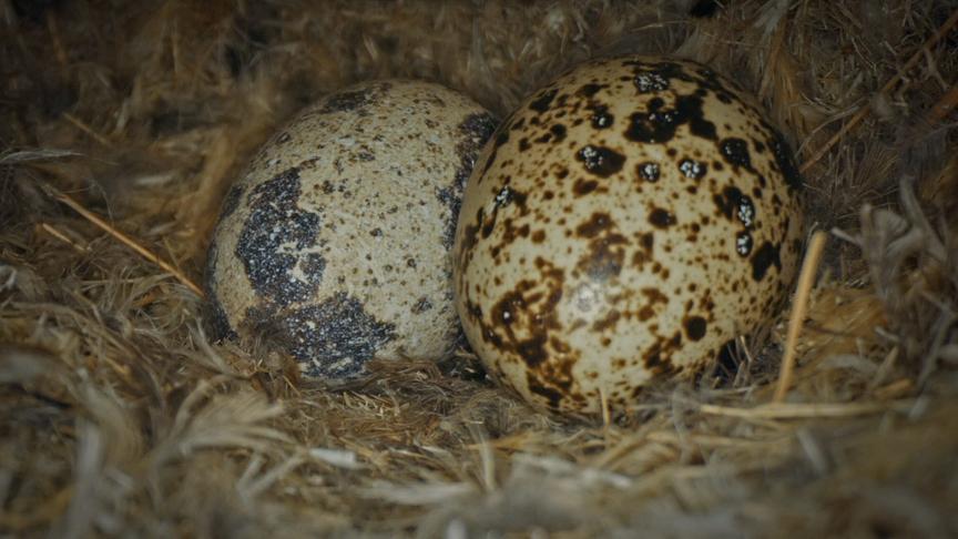 Im Bild: Eier des Siedelwebervogels im Nest.