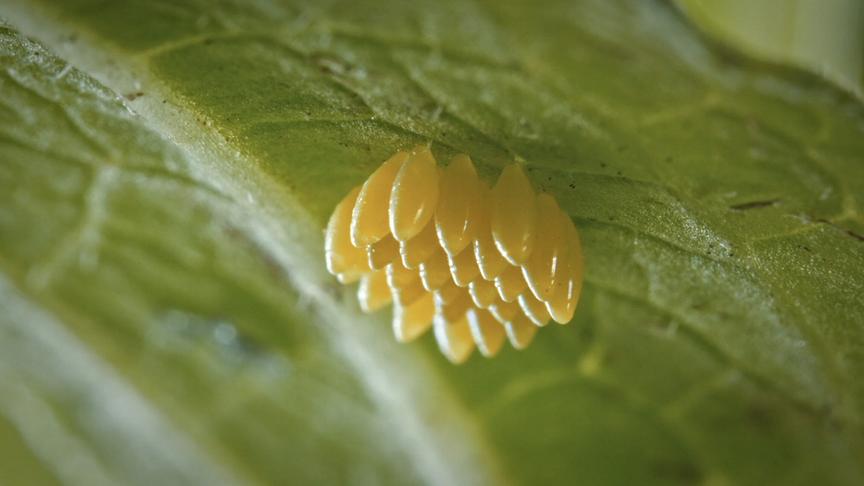 Im Bild: Marienkäfer-Eier am Blatt hängend.