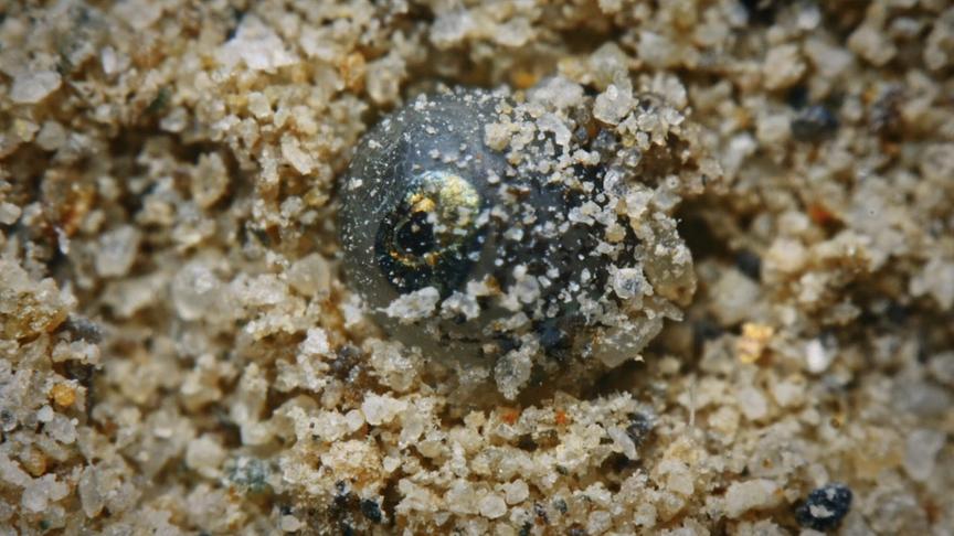 Im Bild: Killifisch-Eier im Sand der Kalahari.