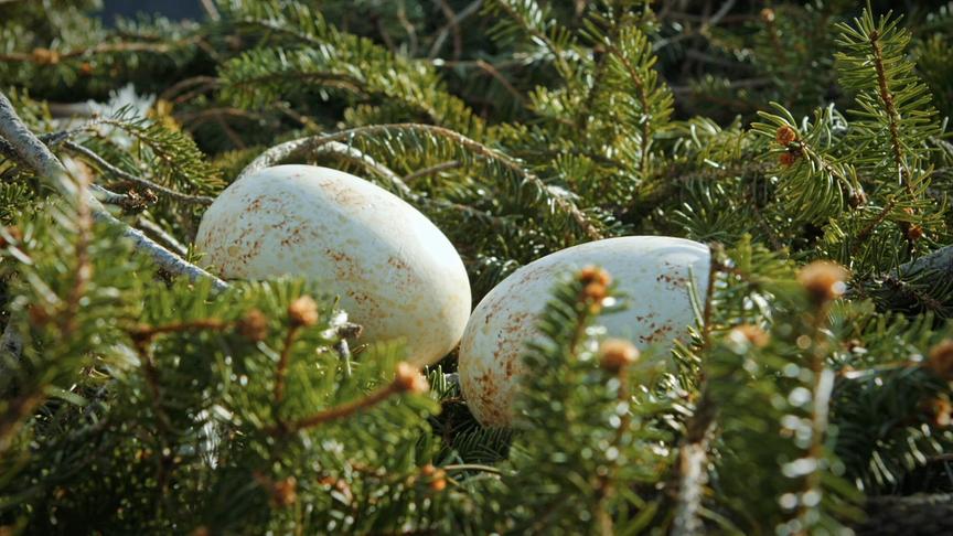 Im Bild: Eier des Steinadlers im Nest.