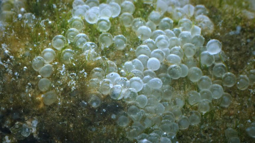 Im Bild: Heringseier.