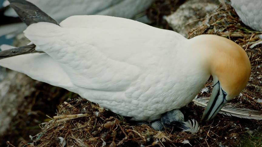 Im Bild: Basstölpel mit Küken.
