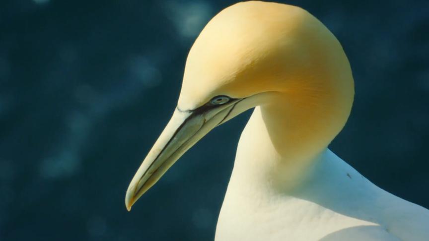 Im Bild: Basstölpel.