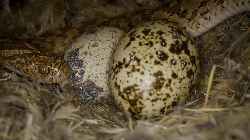 Im Bild: Die Eierschlange im Nest der Siedelweber.
