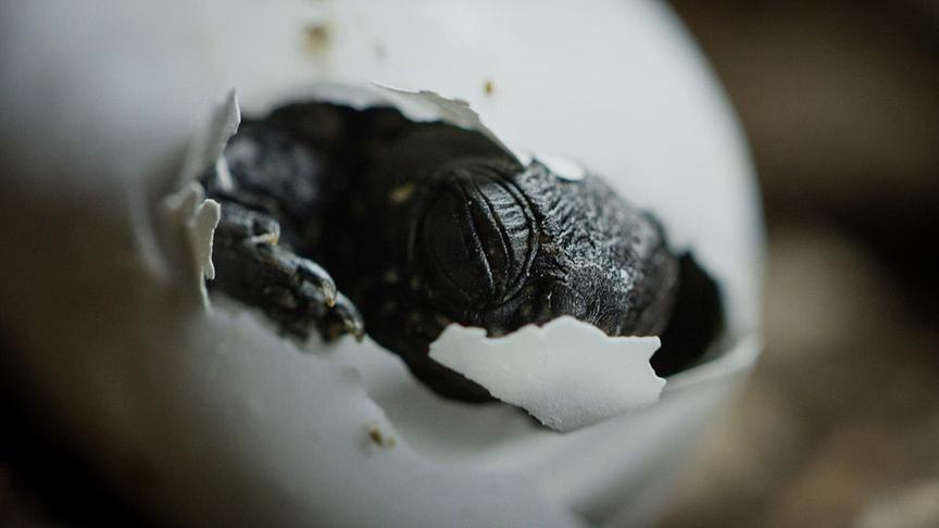 Im Bild: Eine europäische Sumpfschildkröte schlüpft aus dem Ei.