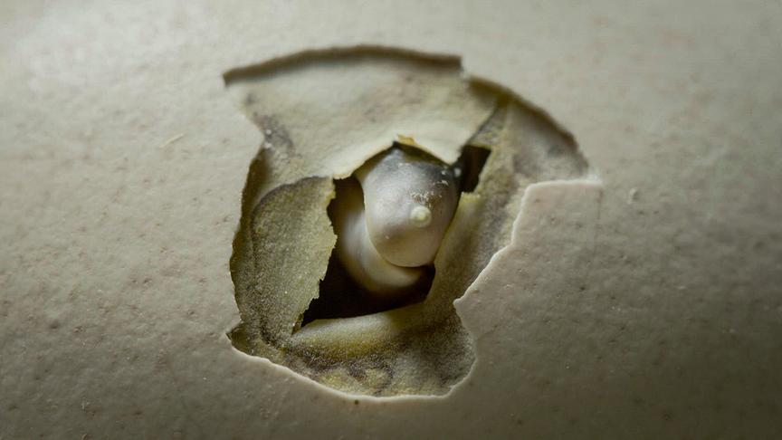 Im Bild: Der Eizahn an der Schnabelspitze ermöglicht dem Hühnerküken, die Eierschale zu durchbrechen.