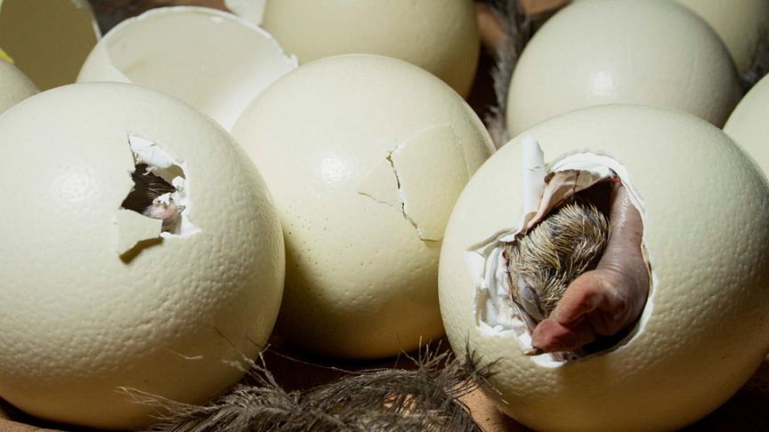 Im Bild: Ein Straußenküken schlüpft.