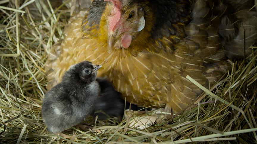 Im Bild: Henne mit Küken.